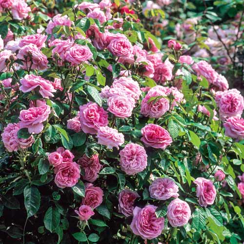 Róża pnąca Pink Symphony interface.image 1 interface.art 2175