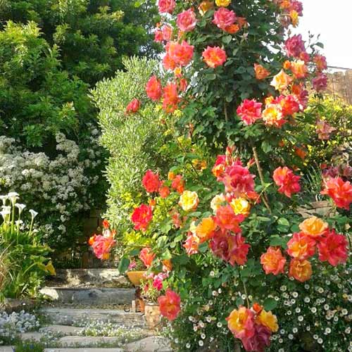 Róża pnąca Pomarańczowo-Czerwona interface.image 1 interface.art 3639