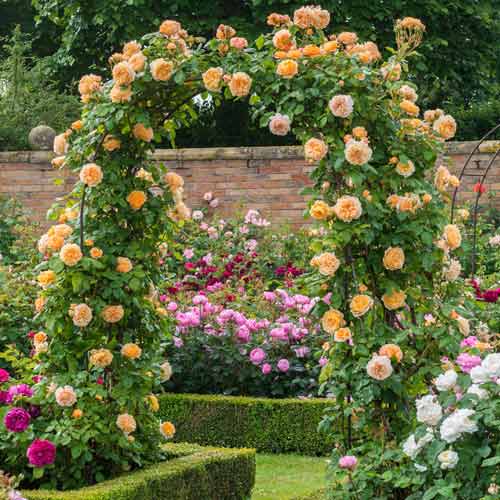 Róża pnąca Princess Margaret interface.image 1 interface.art 2178