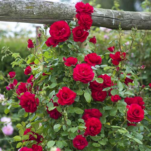 Róża pnąca Red Rodin interface.image 1 interface.art 6255