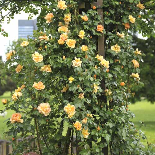 Róża pnąca Redova ®, С5 interface.image 1 interface.art 6182