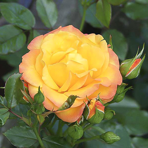 Róża pnąca Redova ®, С5 interface.image 2 interface.art 6182