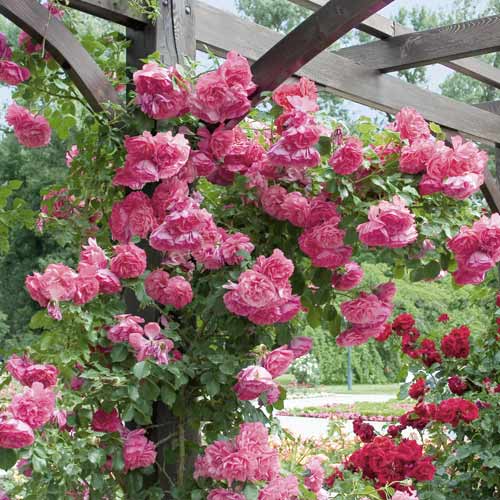 Róża pnąca Rosarium Uetersen interface.image 1 interface.art 6256