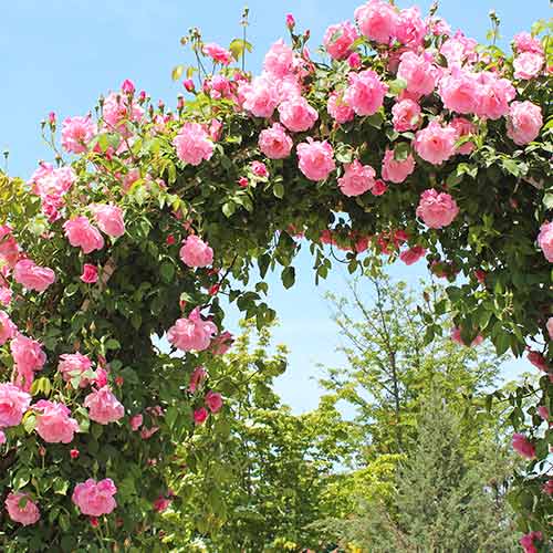 Róża pnąca Różowa, root ball interface.image 1 interface.art 2180