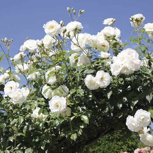 Róża pnąca Schneewalzer interface.image 1 interface.art 6257