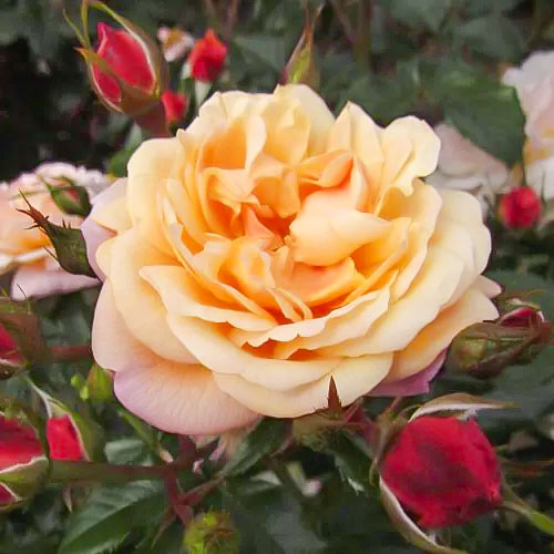 Róża pnąca Susie ®, С5 interface.image 2 interface.art 6183