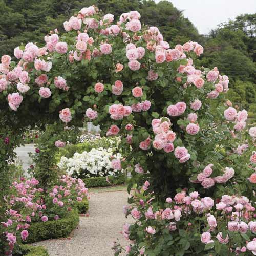 Róża pnąca Valeria interface.image 1 interface.art 6258