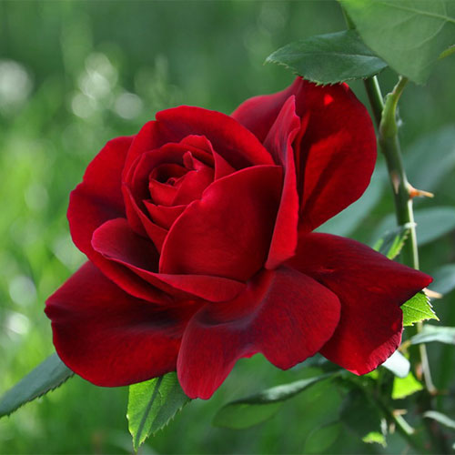 Róża pnąca Wainright Rose interface.image 1 interface.art 3650