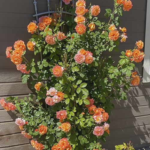 Róża pnąca Westerland interface.art zdjęcie 1 Róża pnąca Westerland interface.image 1 interface.art 6259