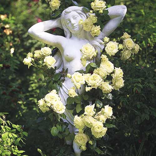 Róża pnąca Zielona interface.art zdjęcie 1 Róża pnąca Zielona interface.image 1 interface.art 2162