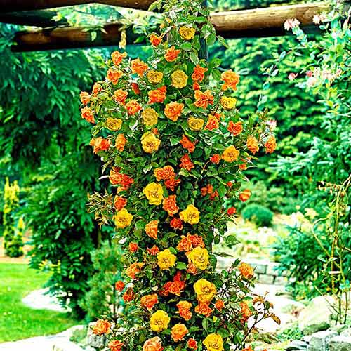 Róża pnąca Żółto-Pomarańczowa interface.image 1 interface.art 3643