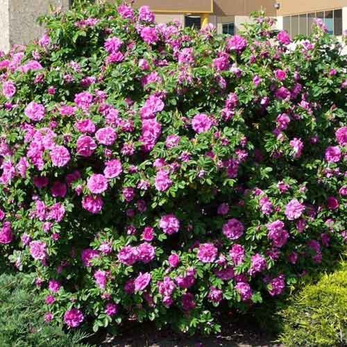 Róża pomarszczona Dart's defender interface.art zdjęcie 1 Róża pomarszczona Dart's defender interface.image 1 interface.art 4801