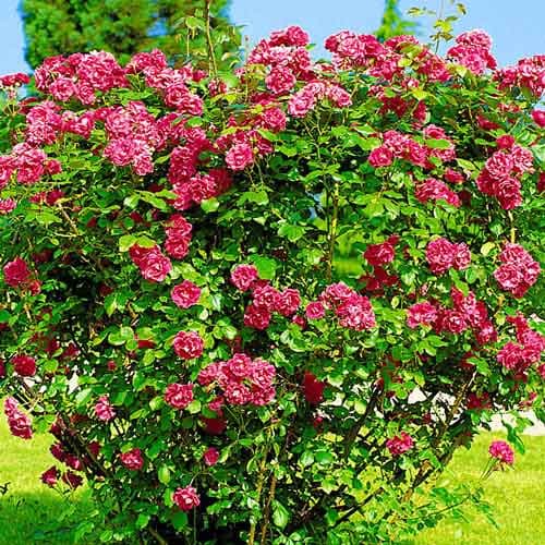 Róża pomarszczona interface.image 1 interface.art 4800