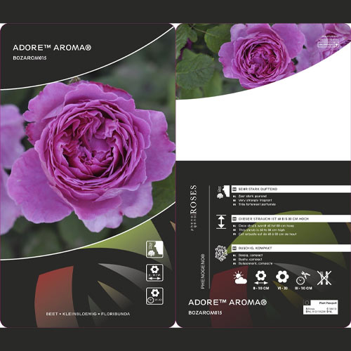 Róża rabatowa Adore Aroma®, С3 interface.image 3 interface.art 2065