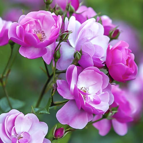 Róża rabatowa Angelica interface.image 1 interface.art 6203