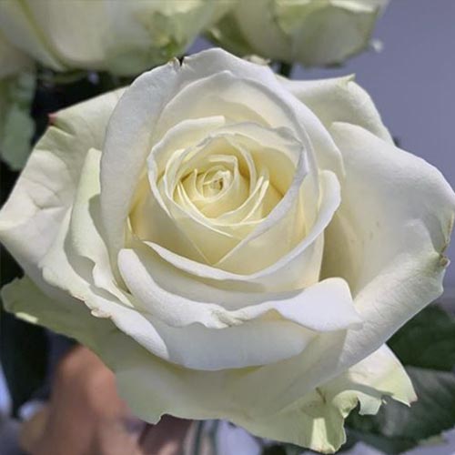 Róża rabatowa Avalanche interface.image 1 interface.art 6205