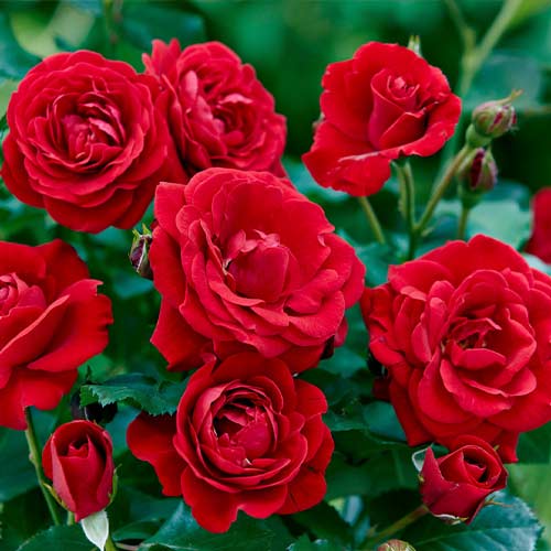 Róża rabatowa Bordowa interface.image 1 interface.art 5880