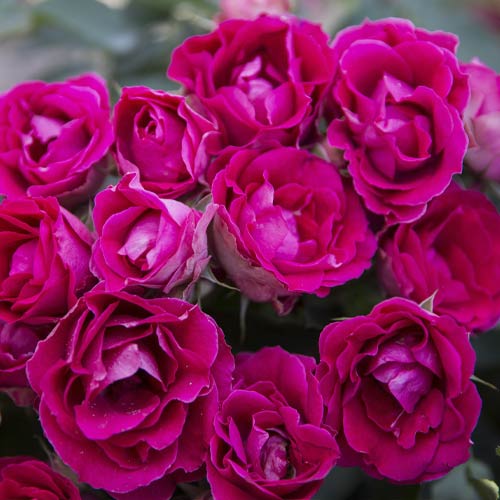 Róża rabatowa Czeslaw Milosz® interface.image 2 interface.art 6192