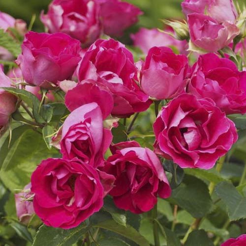 Róża rabatowa Czeslaw Milosz® interface.image 3 interface.art 6192