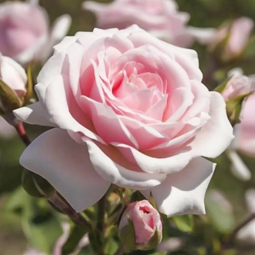 Róża rabatowa Diadem interface.image 1 interface.art 6207