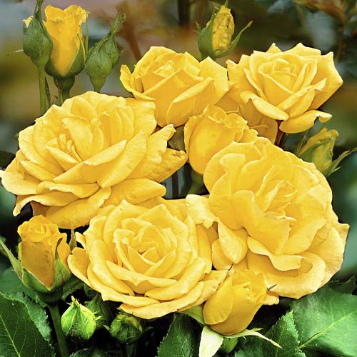 Róża rabatowa Friesia interface.image 1 interface.art 6209