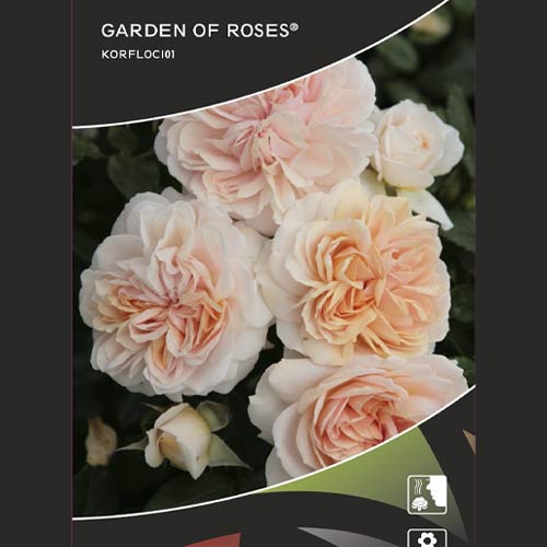 Róża rabatowa Garden of Roses®, C5 interface.image 2 interface.art 5822
