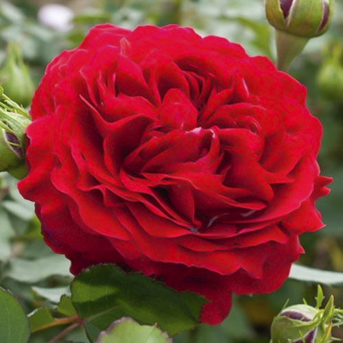 Róża rabatowa Kronborg interface.image 1 interface.art 6213