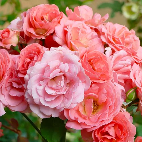 Róża rabatowa łososiowa interface.image 1 interface.art 5883