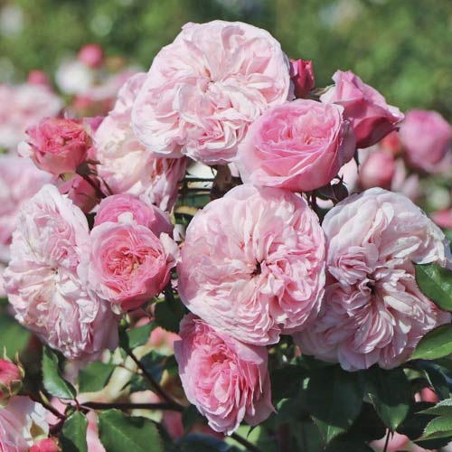 Róża rabatowa Maria Theresia interface.image 1 interface.art 6215