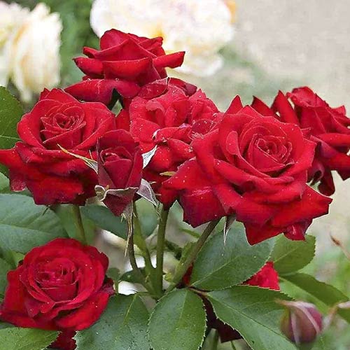 Róża rabatowa Niccolo Paganini interface.image 1 interface.art 6216