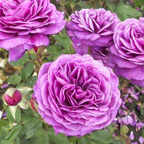 Róża rabatowa Old Port interface.image 1 interface.art 6217