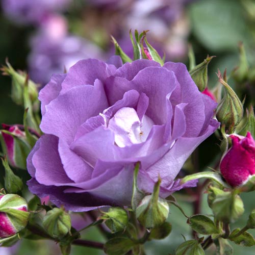 Róża rabatowa Pacific Dream®, C5 interface.image 2 interface.art 6148