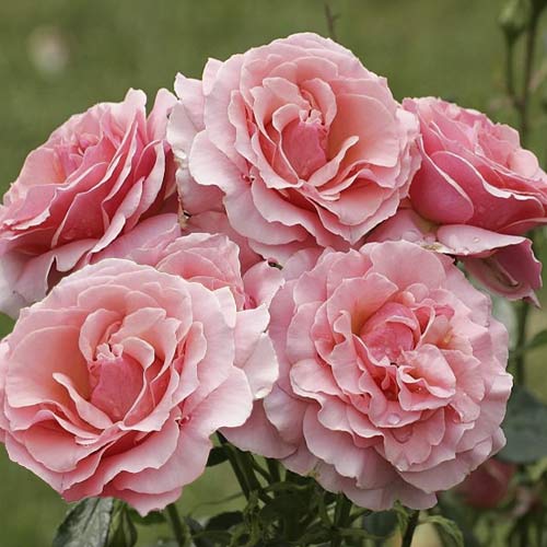 Róża rabatowa Poesie interface.image 1 interface.art 6219