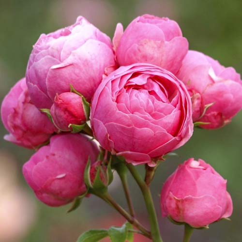 Róża rabatowa Pomponella Fairy Tale interface.image 1 interface.art 6220