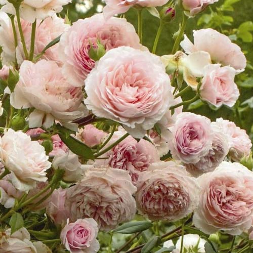 Róża rabatowa William Morris interface.image 1 interface.art 6221