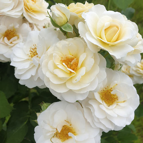 Róża rabatowa Zorza® interface.image 2 interface.art 6190