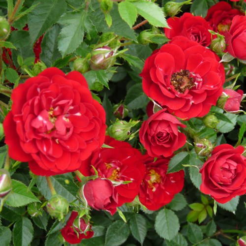 Róża Red The Fairy interface.image 1 interface.art 5009