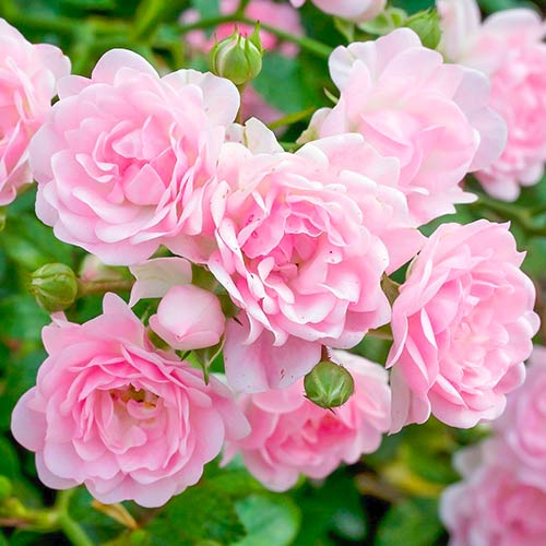 Róża The Fairy interface.image 1 interface.art 5010