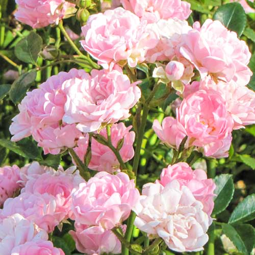 Róża Virgo Fairy interface.image 1 interface.art 5011