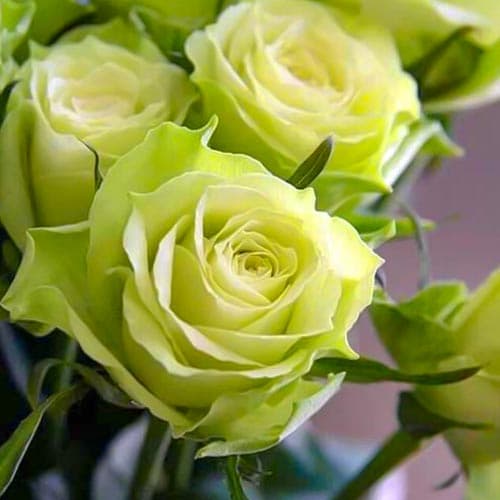 Róża wielkokwiatowa Amandine interface.image 1 interface.art 4670