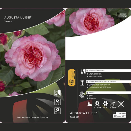 Róża wielkokwiatowa Augusta Luise®, C3 interface.art zdjęcie 2 Róża wielkokwiatowa Augusta Luise®, C3 interface.image 2 interface.art 4561