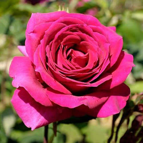 Róża wielkokwiatowa Big Purple interface.image 1 interface.art 2105