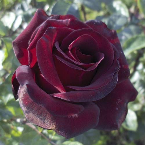 Róża wielkokwiatowa Black Madonna interface.image 1 interface.art 6222