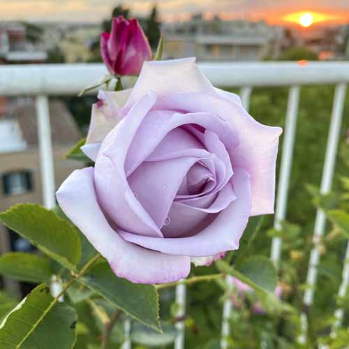 Róża wielkokwiatowa Blue Monday®, C5 interface.art zdjęcie 2 Róża wielkokwiatowa Blue Monday®, C5 interface.image 2 interface.art 5528