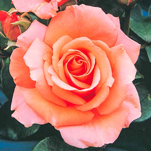 Róża wielkokwiatowa Bogi interface.image 1 interface.art 3656