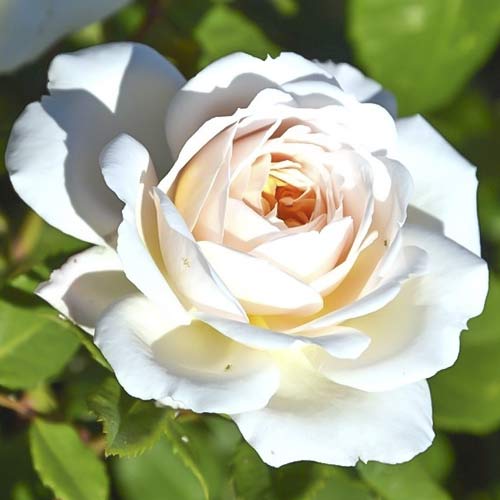 Róża wielkokwiatowa Brilliance interface.image 1 interface.art 6223