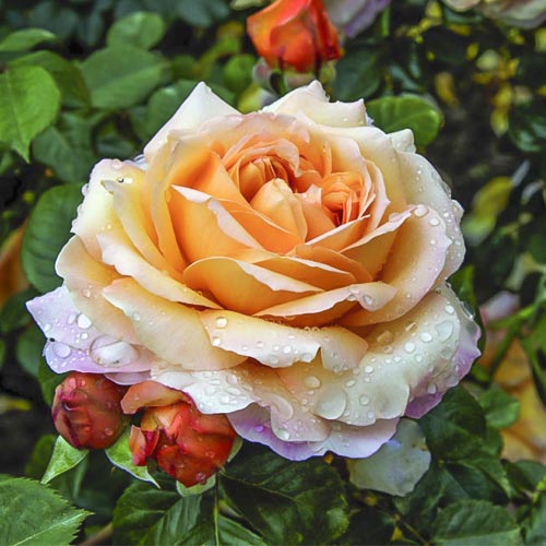 Róża wielkokwiatowa Capri®, C5 interface.image 1 interface.art 5556