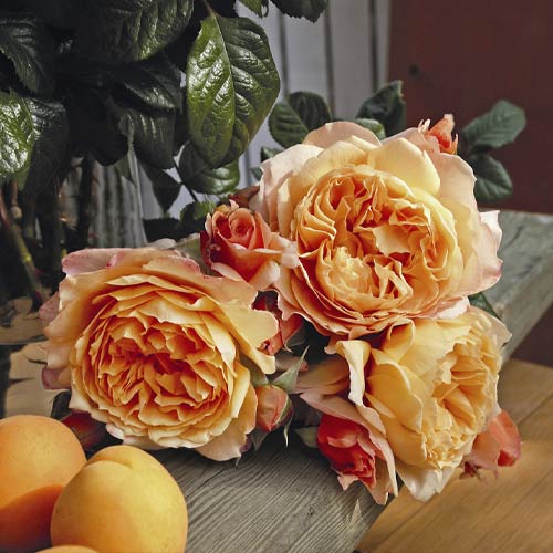 Róża wielkokwiatowa Capri®, C5 interface.image 2 interface.art 5556