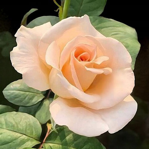 Róża wielkokwiatowa Casanova, root ball interface.image 1 interface.art 2120