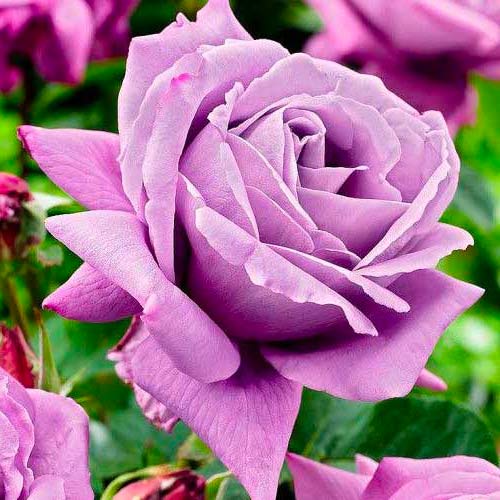 Róża wielkokwiatowa Charley interface.image 1 interface.art 3657